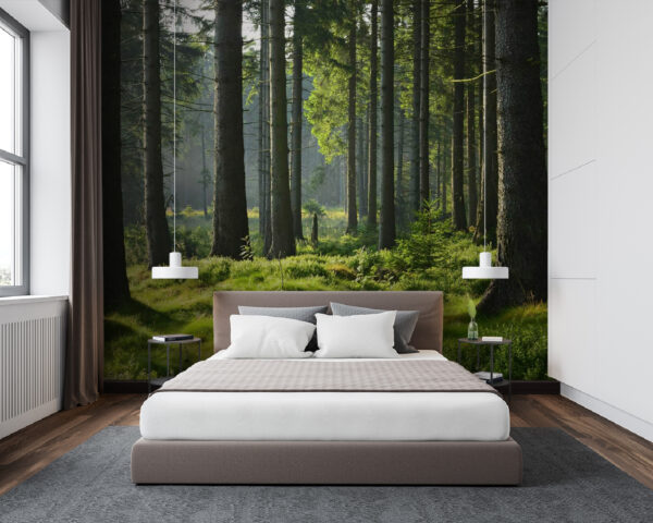 Forêt avec de grands arbres et de l'herbe Papier peint Forêt avec de grands arbres et de l'herbe