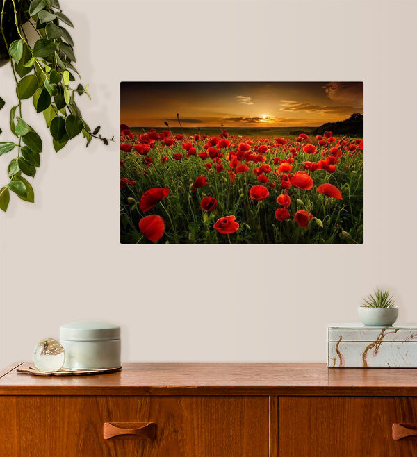 Coquelicots rouges sous le soleil couchant Tableaux Coquelicots rouges sous le soleil couchant