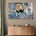 Tableaux Couple de lions se reposant sur une corniche rocheuse
