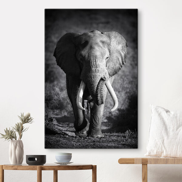 Un éléphant avec des défenses qui marche Tableaux Un éléphant avec des défenses qui marche