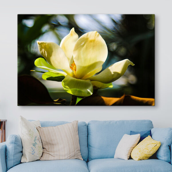 Magnolia illuminé par la lumière du soleil Tableaux Magnolia illuminé par la lumière du soleil