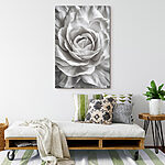 Tableaux Les couches élégantes d'une rose blanche