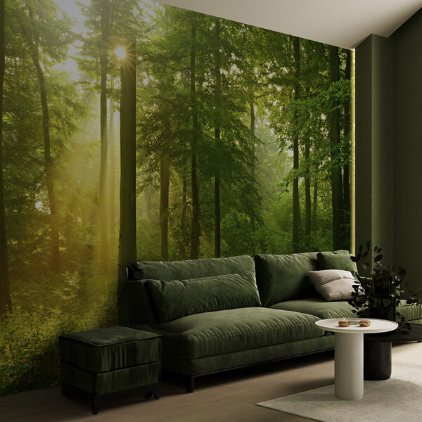 Papier peint La lumière du soleil traverse une forêt luxuriante