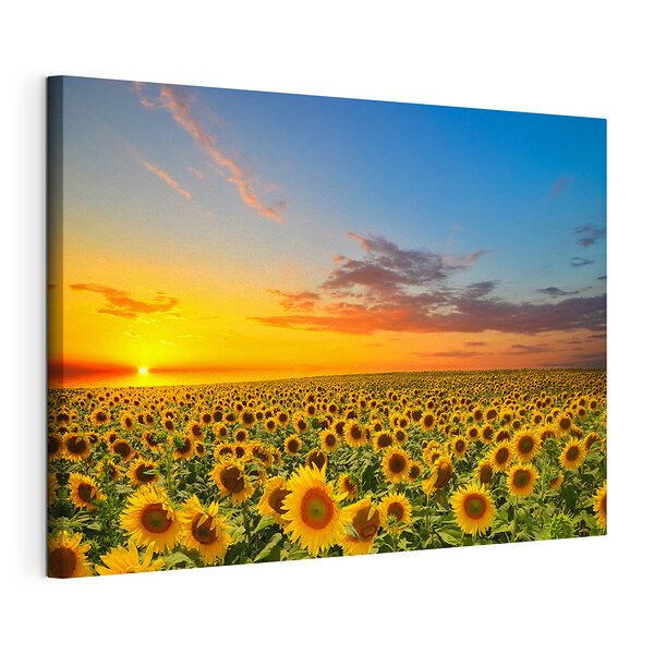 Tableaux Champ de tournesols