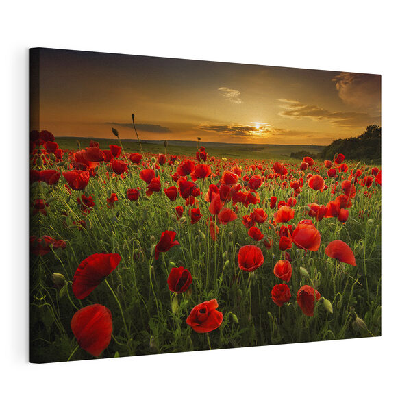Coquelicots rouges sous le soleil couchant Tableaux Coquelicots rouges sous le soleil couchant