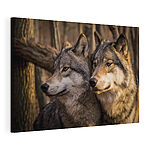 Tableaux Les loups regardent dans le silence de la forêt