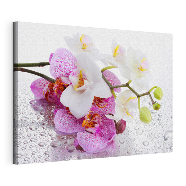 De délicates orchidées ornées de gouttelettes Tableaux De délicates orchidées ornées de gouttelettes