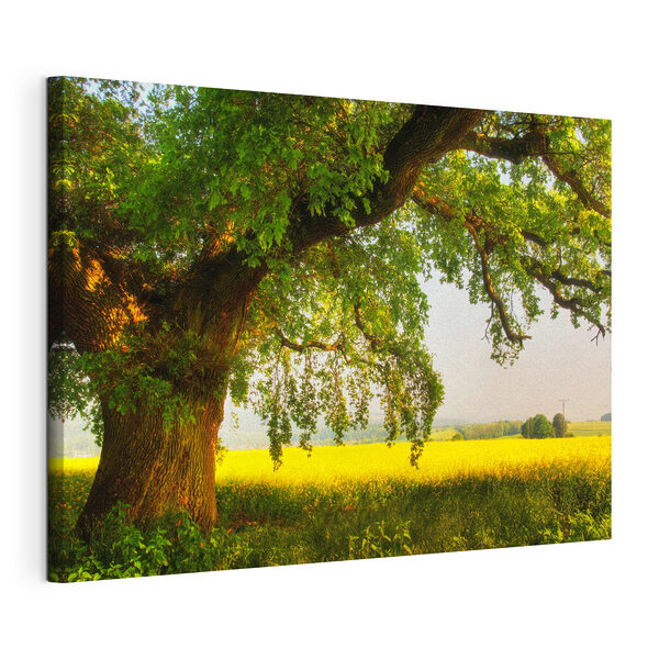 Tableaux Un arbre ombrage un champ sous un ciel ensoleillé