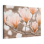 Tableaux Magnolias en fleurs au printemps