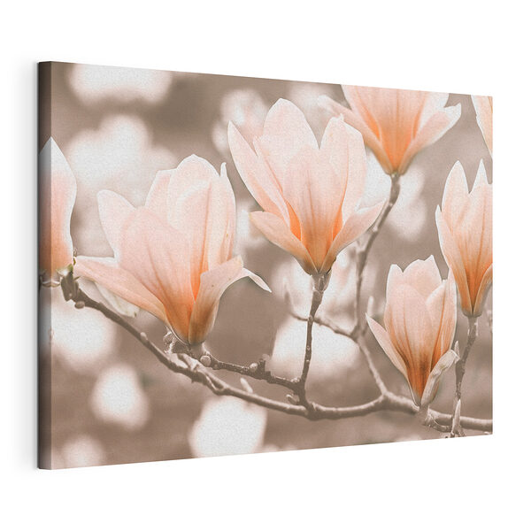 Magnolias en fleurs au printemps Tableaux Magnolias en fleurs au printemps