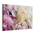 Tableaux Pivoines en peluche dans une douce floraison pastel
