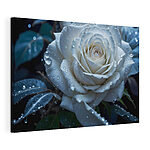 Tableaux Rose blanche avec des gouttes d'eau