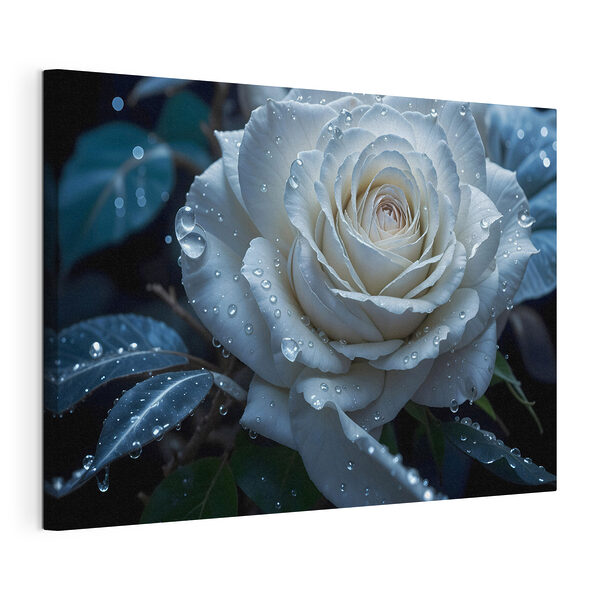 Rose blanche avec des gouttes d'eau Tableaux Rose blanche avec des gouttes d'eau
