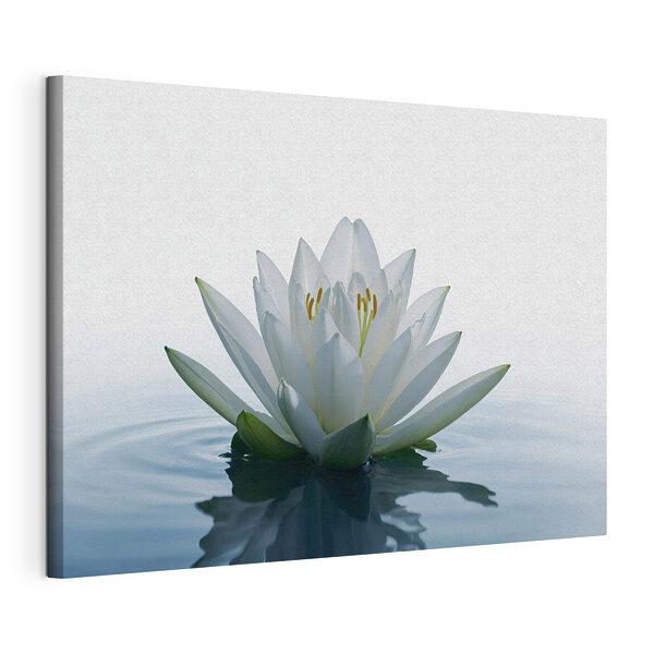 Tableaux Fleur blanche dans l'eau