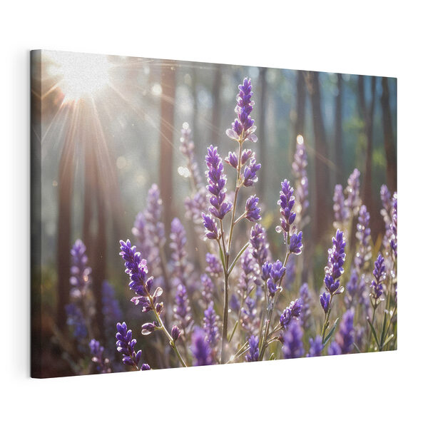 La lumière du soleil baigne la lavande dans la forêt Tableaux La lumière du soleil baigne la lavande dans la forêt