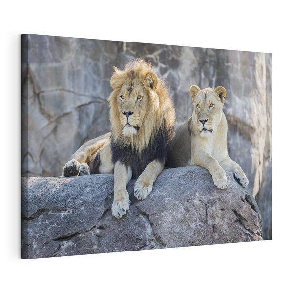 Tableaux Couple de lions se reposant sur une corniche rocheuse