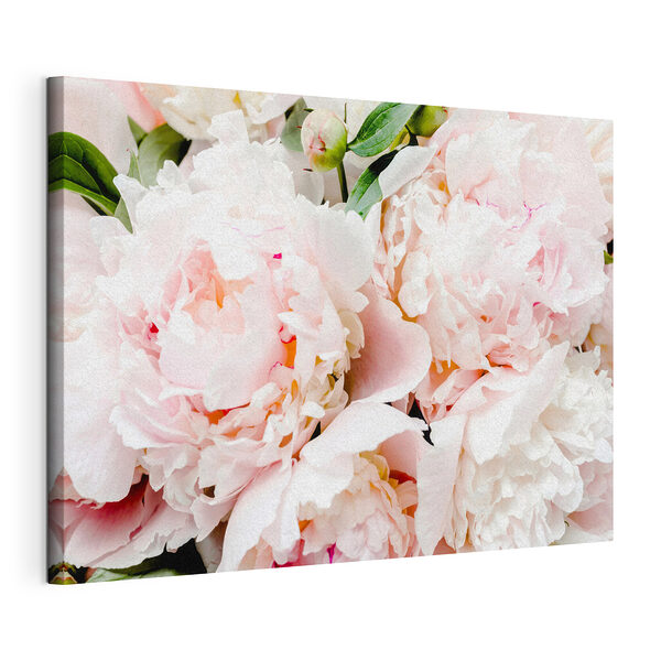 Pivoines rose tendre en fleur Tableaux Pivoines rose tendre en fleur
