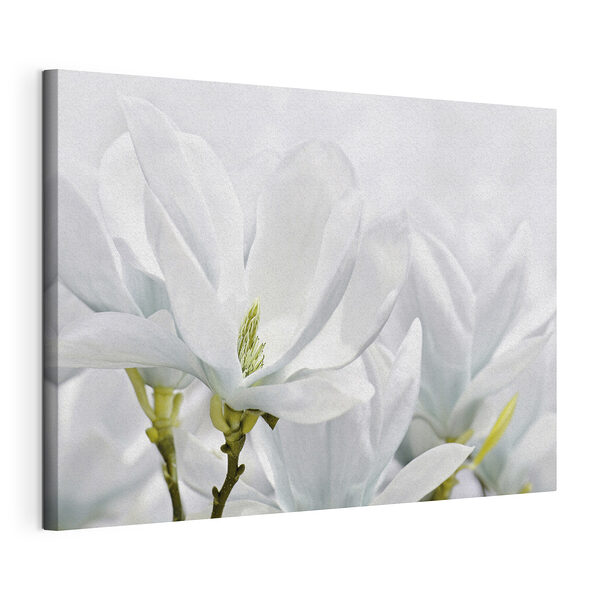 Le magnolia blanc fleurit au printemps Tableaux Le magnolia blanc fleurit au printemps