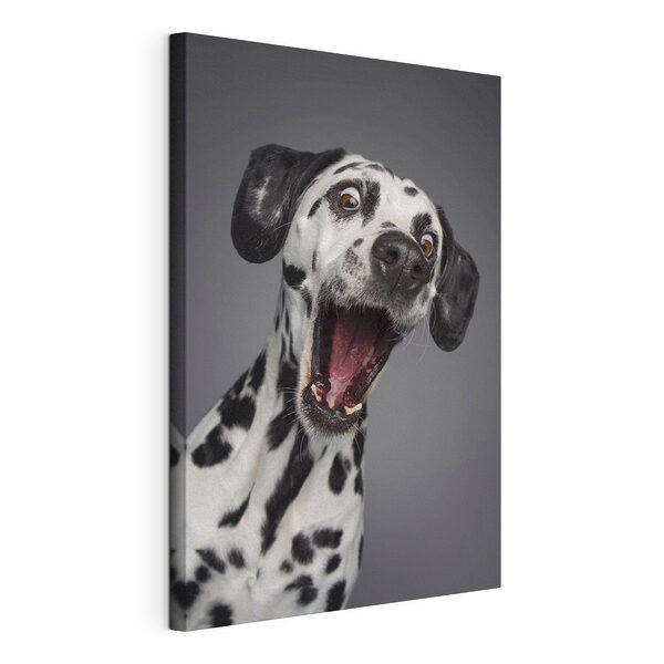Dalmatien surpris, les yeux écarquillés ! Tableaux Dalmatien surpris, les yeux écarquillés !