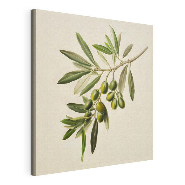 Branche d'olivier avec des olives vertes Tableaux Branche d'olivier avec des olives vertes