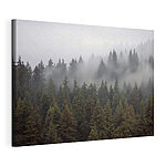 Tableaux Groupe d'arbres avec brouillard